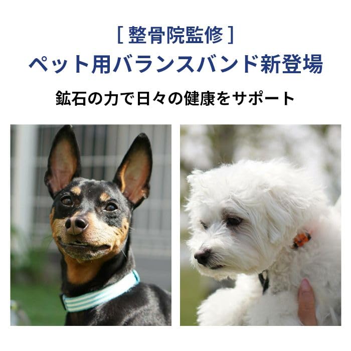 わんわん犬 Amazon.co.jp: デュエルマスターズ/DMX-22b/111/プロモ